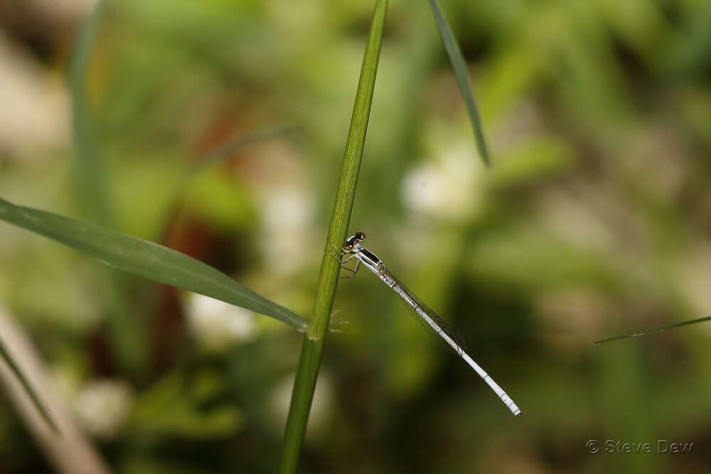 Sivun Agriocnemis argentea Tillyard 1906 kuva