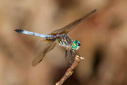 Image of Blue Dasher