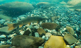 Image of Bull Trout