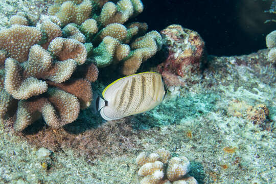 Image of Multiband Butterflyfish