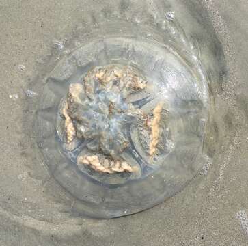 Image of mushroom cap jellyfish