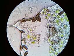 Image of phaeocalicium lichen