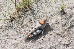 Image of Cream Grasshopper