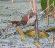 Image of Acrocephalus gracilirostris gracilirostris (Hartlaub 1864)