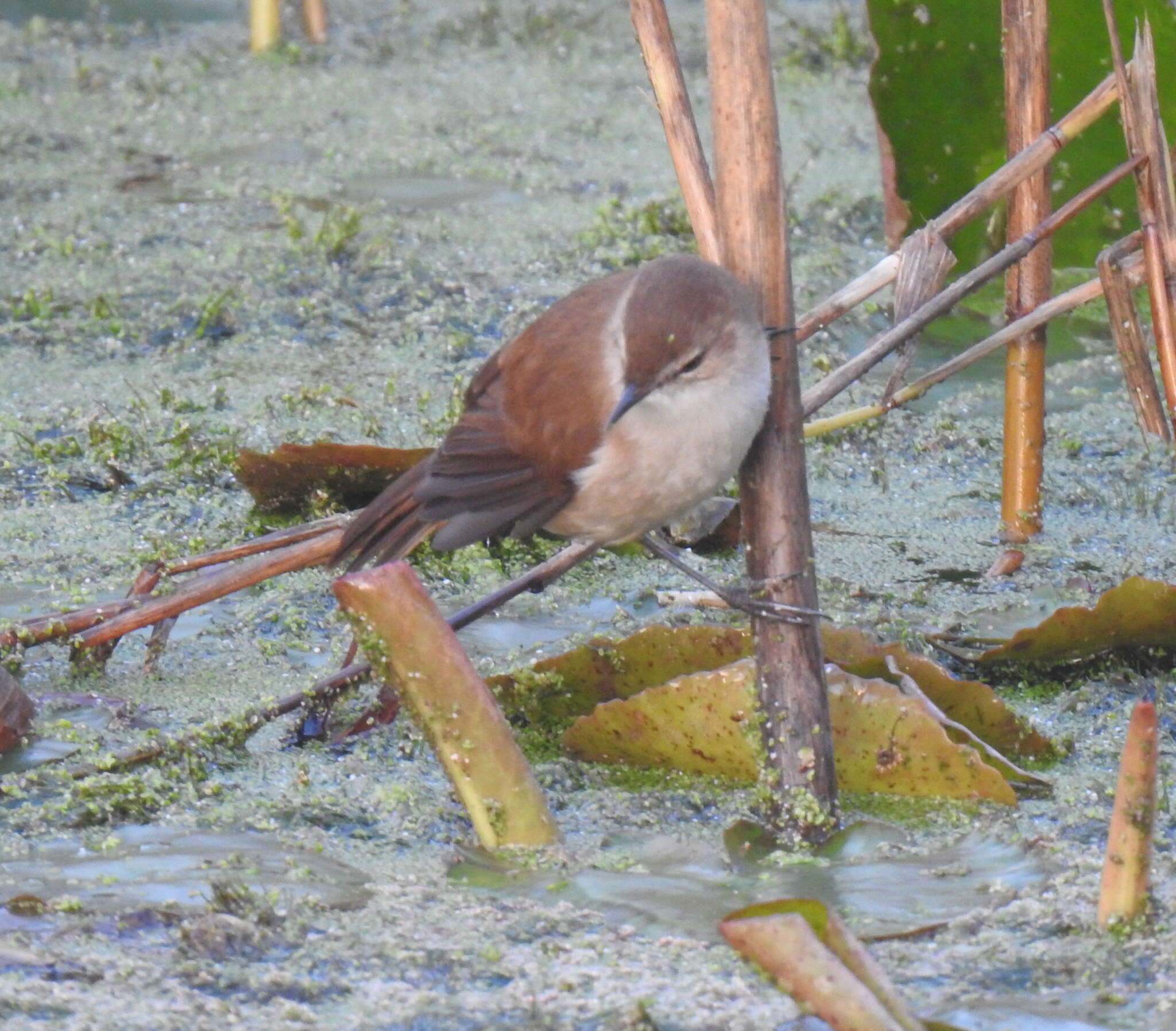 Imagem de Acrocephalus gracilirostris gracilirostris (Hartlaub 1864)