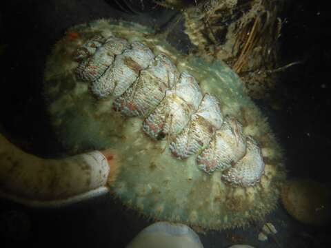 Image of Mopalia spectabilis I. M. Cowan & G. M. Cowan 1977