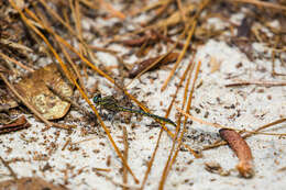 Image of Hodges' Clubtail