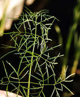 Image of bulblet-bearing water hemlock