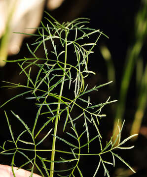 Image de Cicuta bulbifera L.