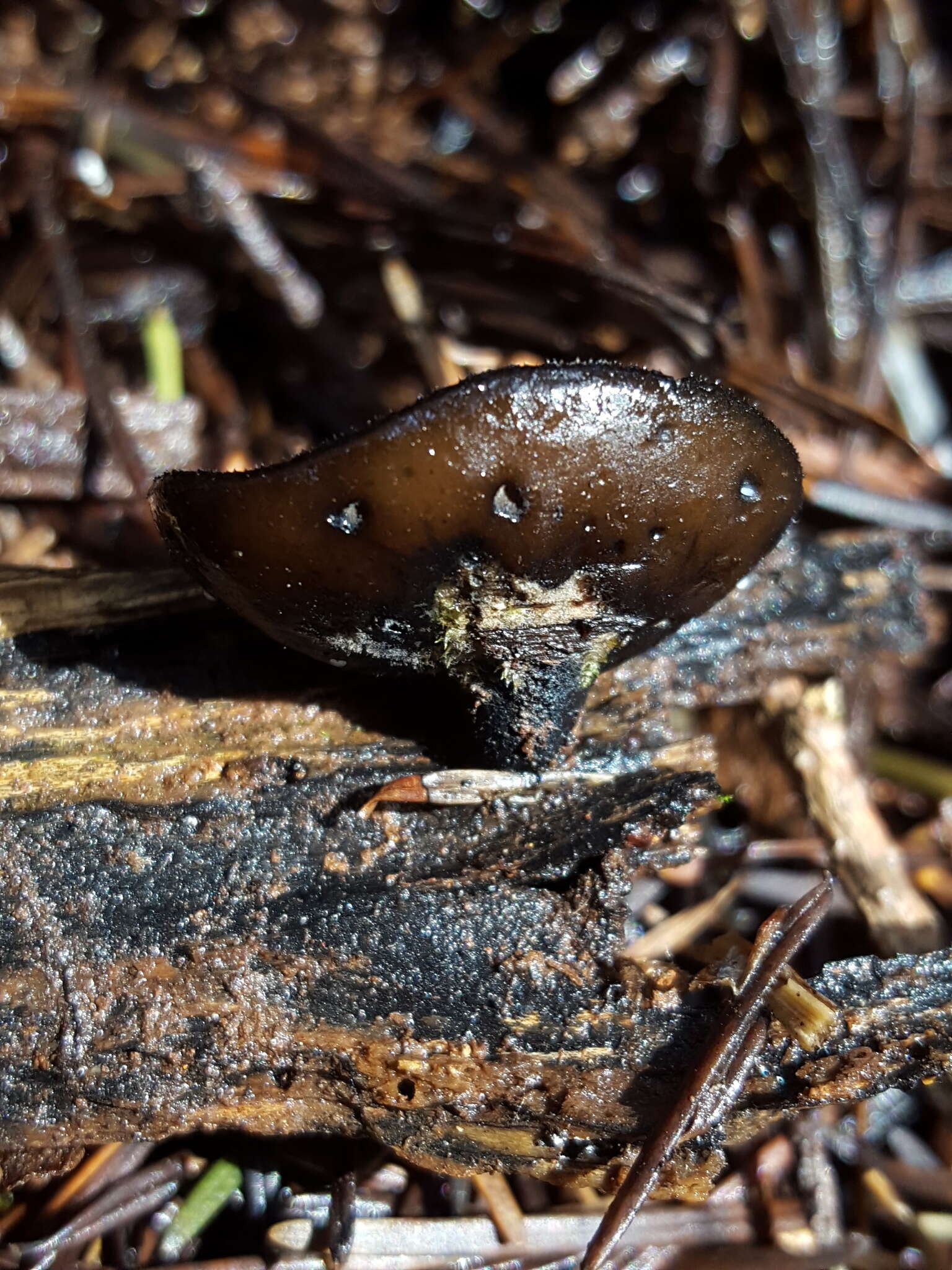 Plectania melaena (Fr.) Paden 1982的圖片