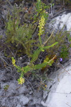 Image of Snake Catstailbush