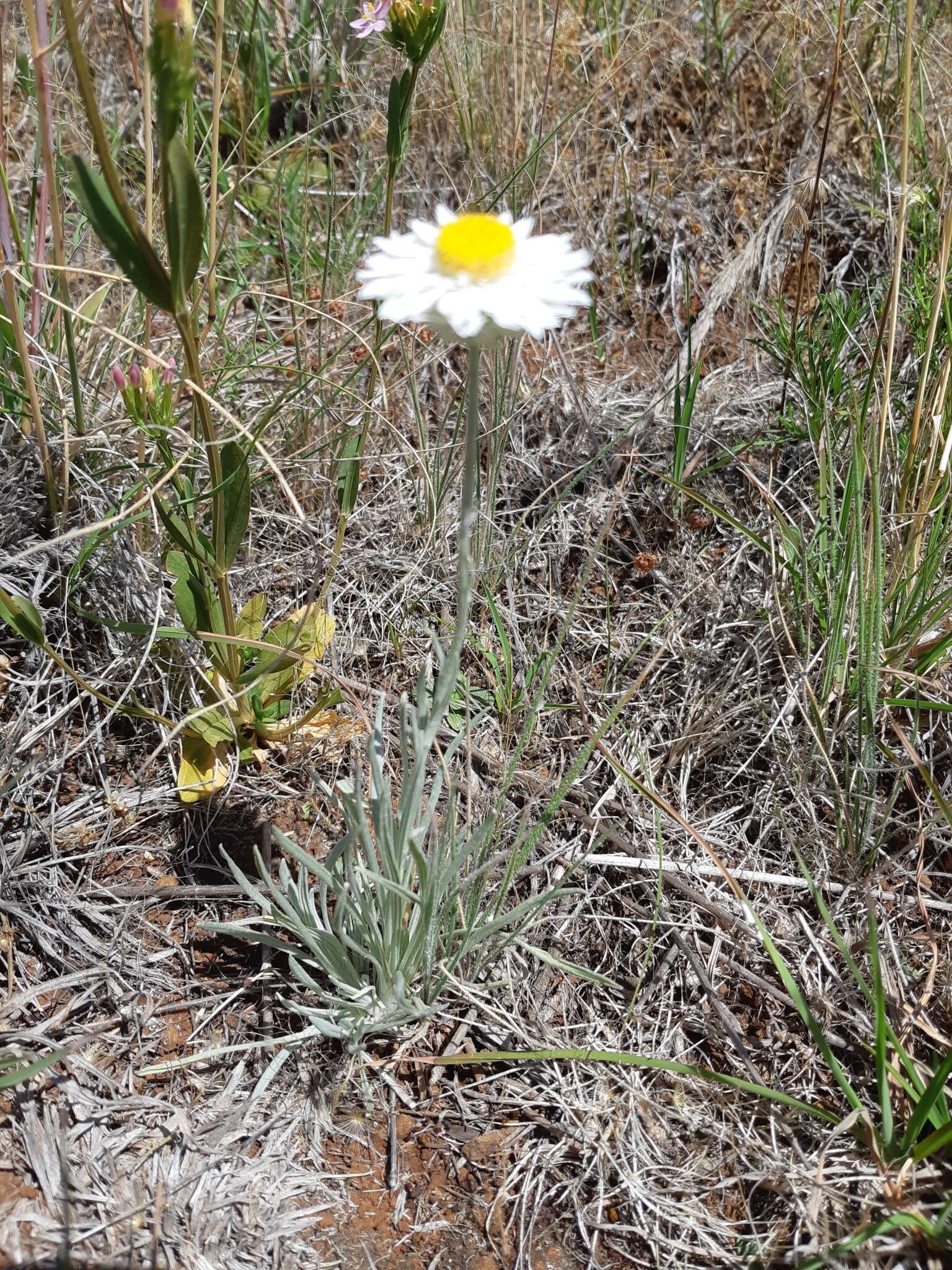 Image of Leucochrysum albicans subsp. tricolor (DC.) N. G. Walsh