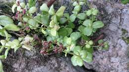 Image of Sedum rhodocarpum Rose