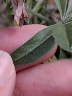 Imagem de Psoralea latestipulata var. appressa Ockendon