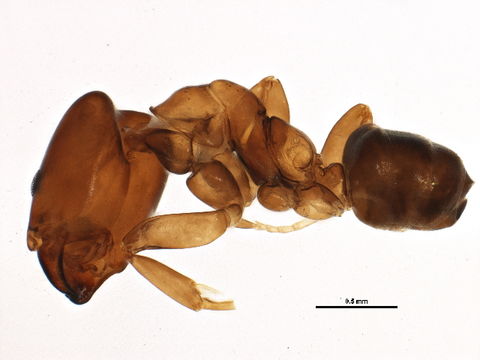 Image of <i>Azteca pittieri</i> Forel 1899