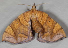 Image of Lesser Grapevine Looper Moth