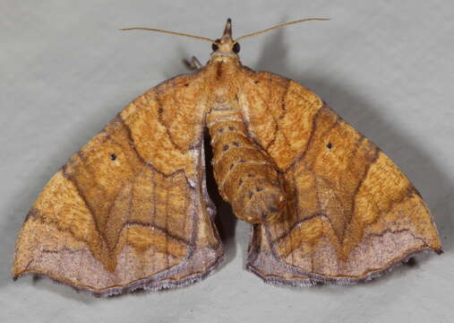 Image of Lesser Grapevine Looper Moth