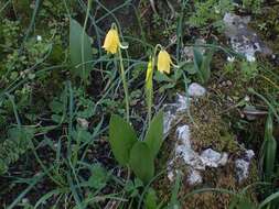 Image of Fritillaria sibthorpiana (Sm.) Baker