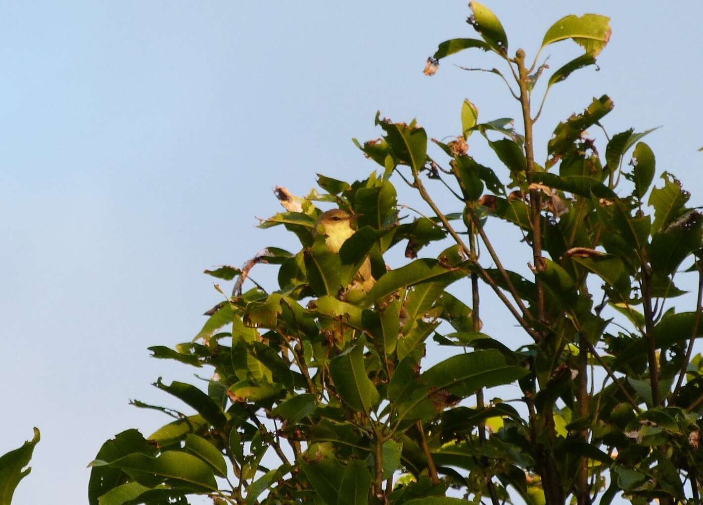 Image of Cook Islands Reed-Warbler