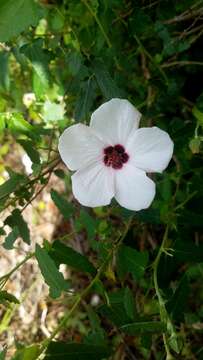 Image of spearleaf swampmallow