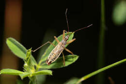 Image of Nabis flavomarginatus Scholtz 1847