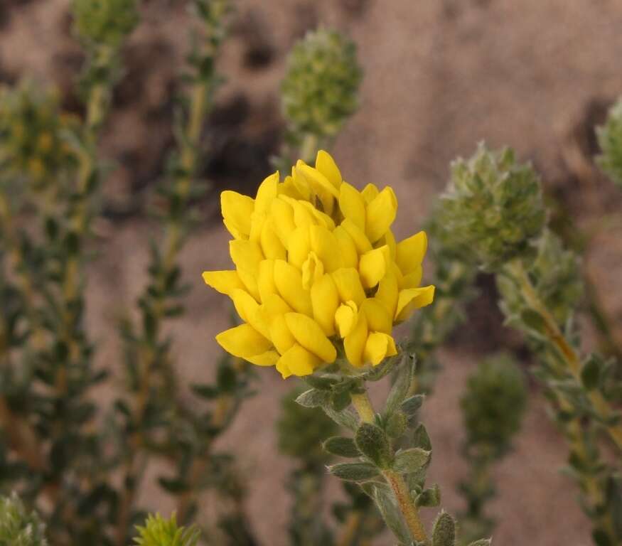 صورة Aspalathus quinquefolia subsp. virgata (Thunb.) R. Dahlgren