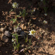 Image de Polycarena aurea Benth.