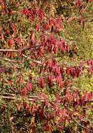 Image of Large-leaved albizia