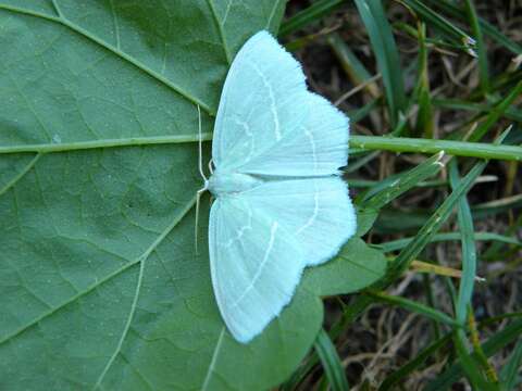 صورة Hemistola chrysoprasaria Esper 1794