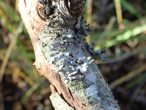 Image of Hypotrachyna lichen