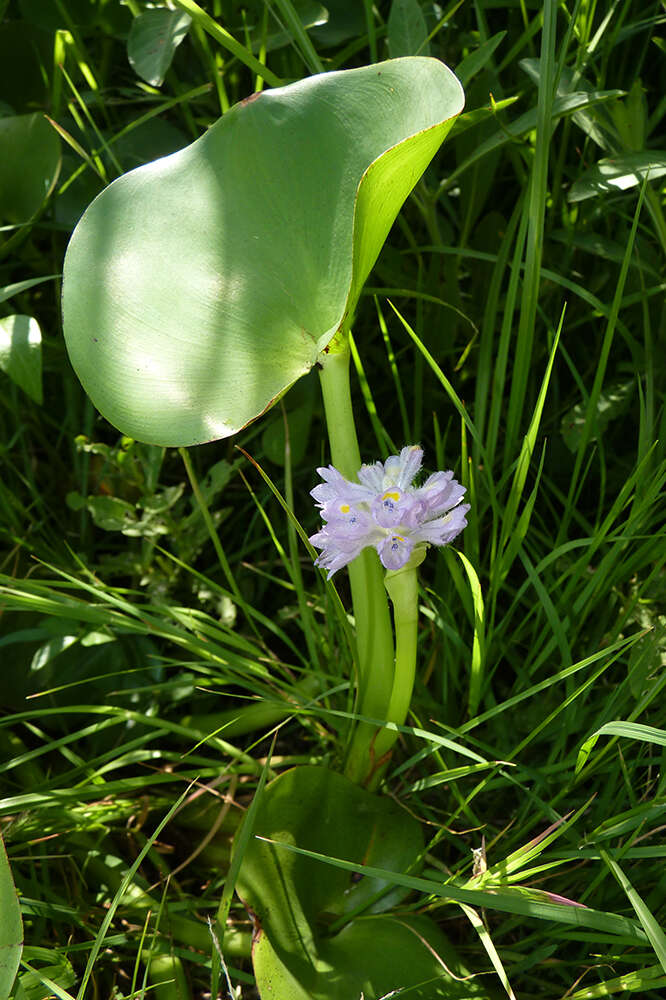 Image of Tropical Pickerelweed