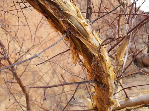 Imagem de Commiphora glaucescens Engl.