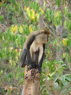 Image of Mona Guenon