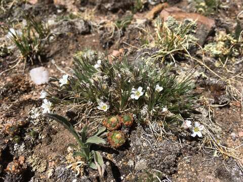 Image of Fendler's sandwort