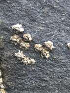 Image of New Zealand barnacle