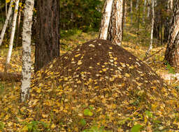 Image of European Red Wood Ant