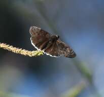 Image of Mournful Duskywing