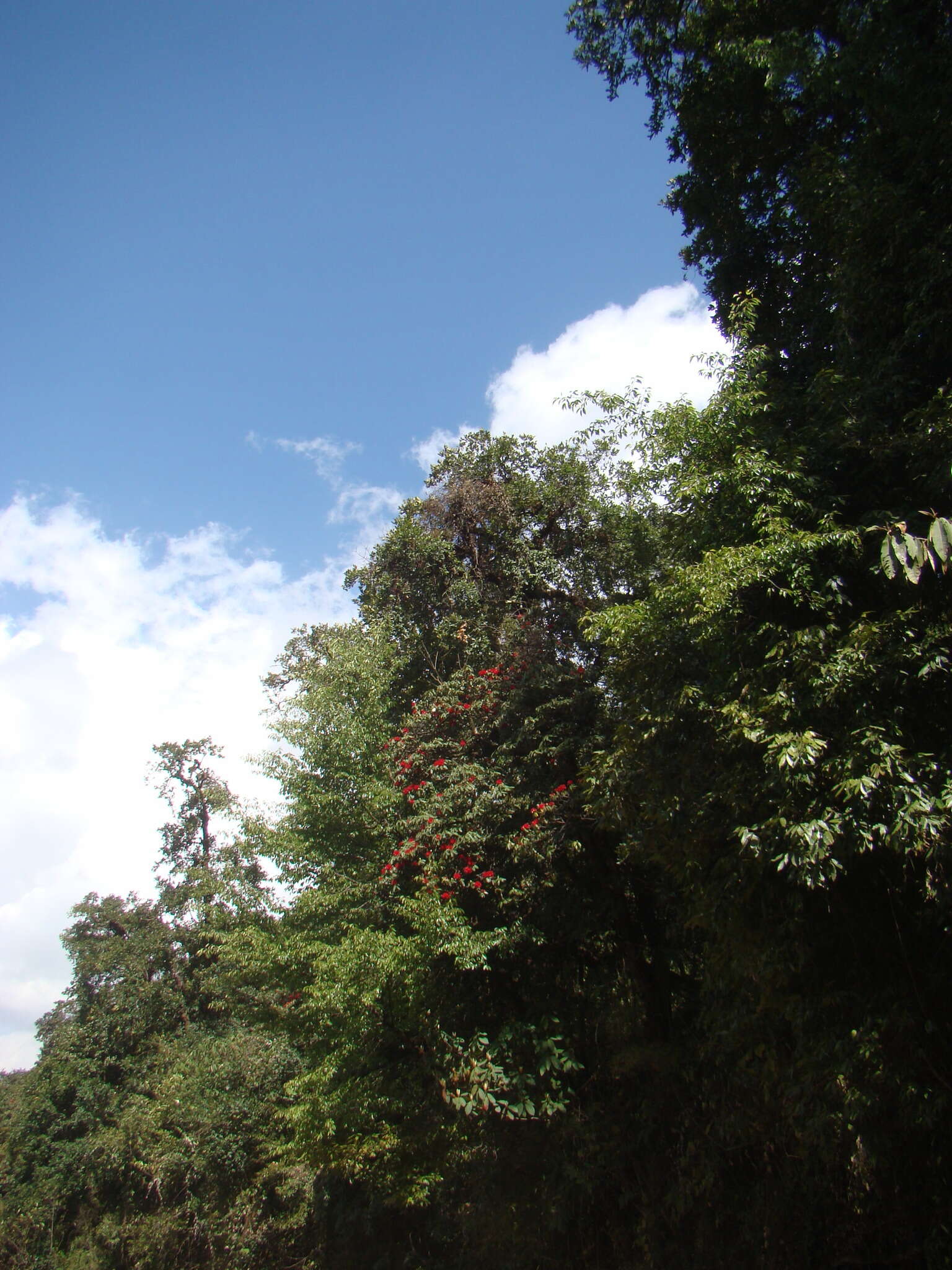 Image of Tree Rhododendron