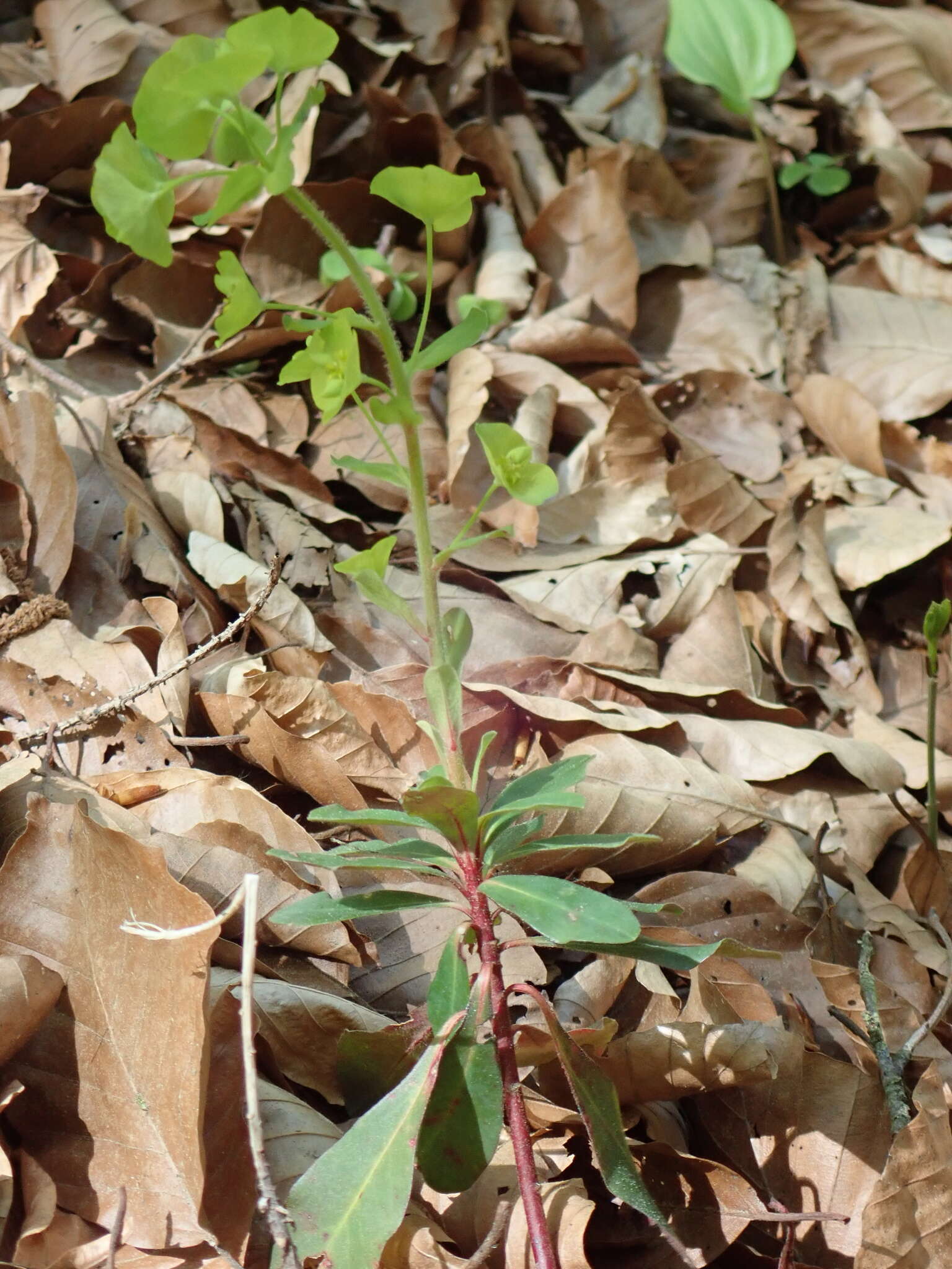 Image of Euphorbia amygdaloides subsp. amygdaloides