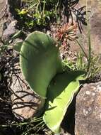 Imagem de Haemanthus humilis Jacq.