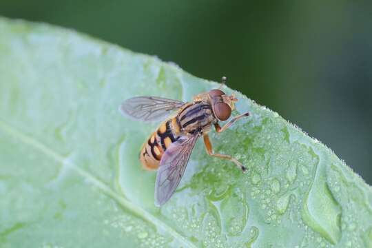 Image de Parhelophilus divisus (Loew 1863)