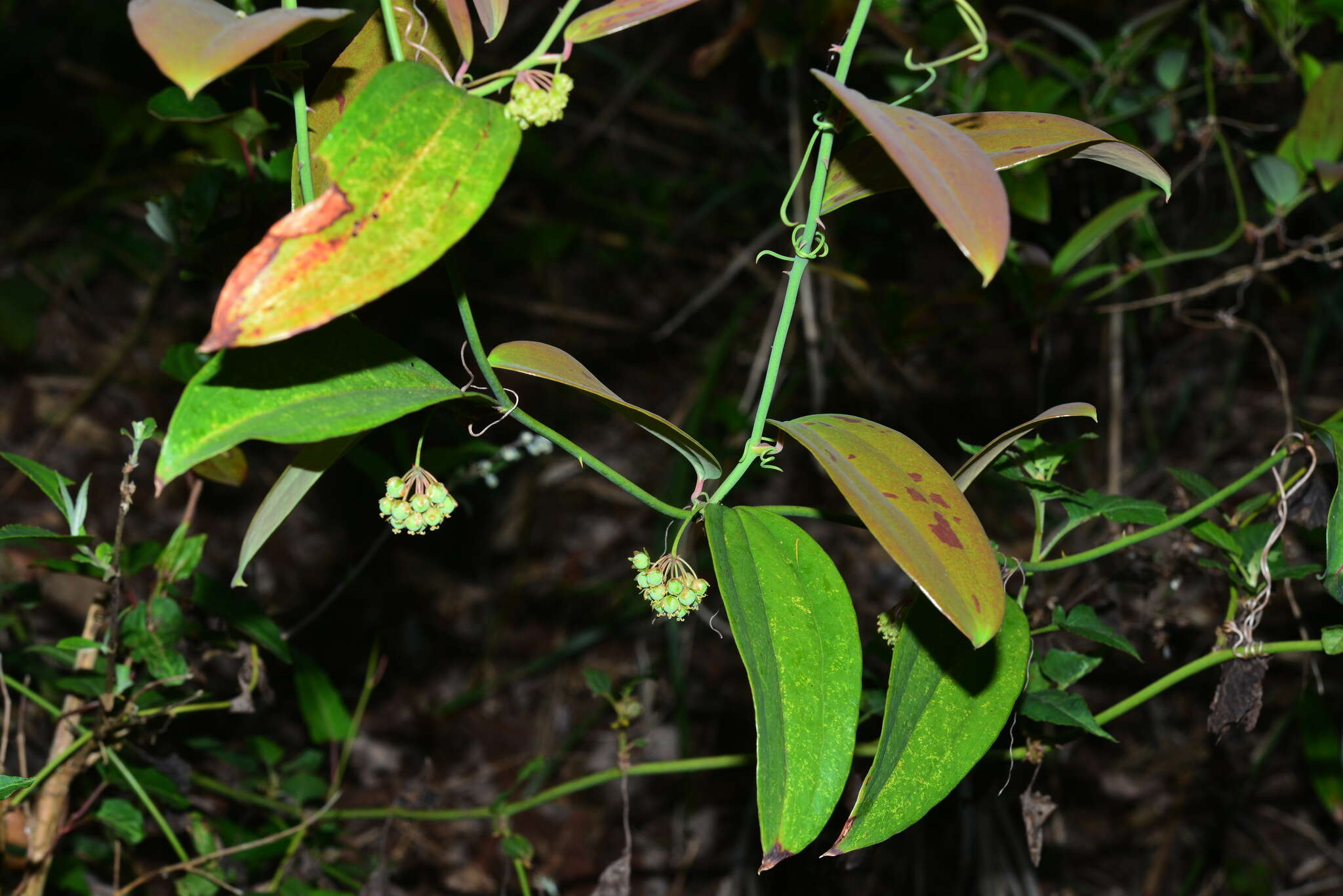 Image of Smilax elongatoumbellata Hayata