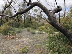 صورة Eucalyptus arenacea J. C. Marginson & P. Y. Ladiges