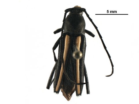 Image of <i>Stenobatyle eburata</i> (Chevrolat 1862)