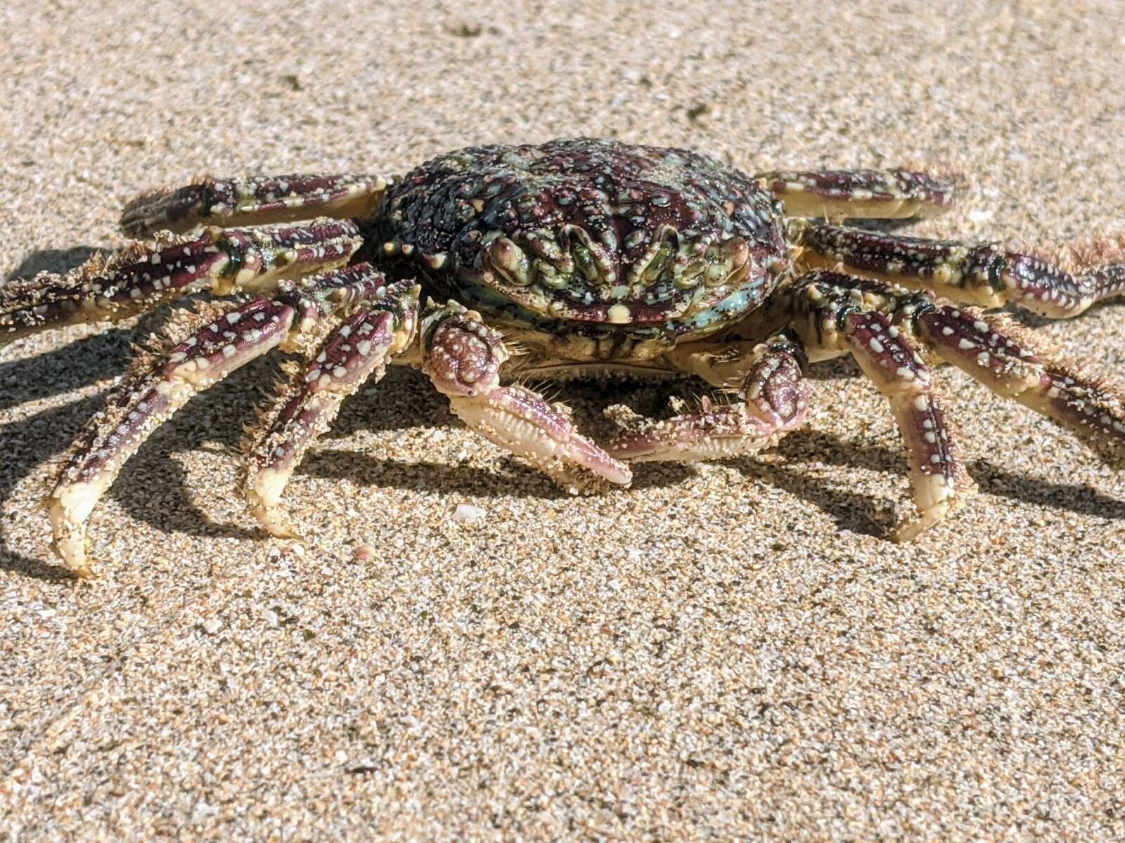 Image of scaly rock crab