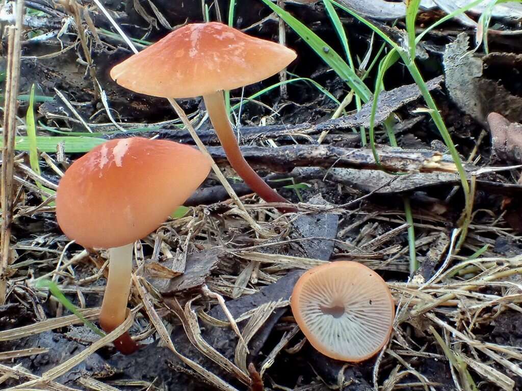 Image of Marasmius elegans (Cleland) Grgur. 1997