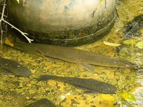 Image of tropical gar