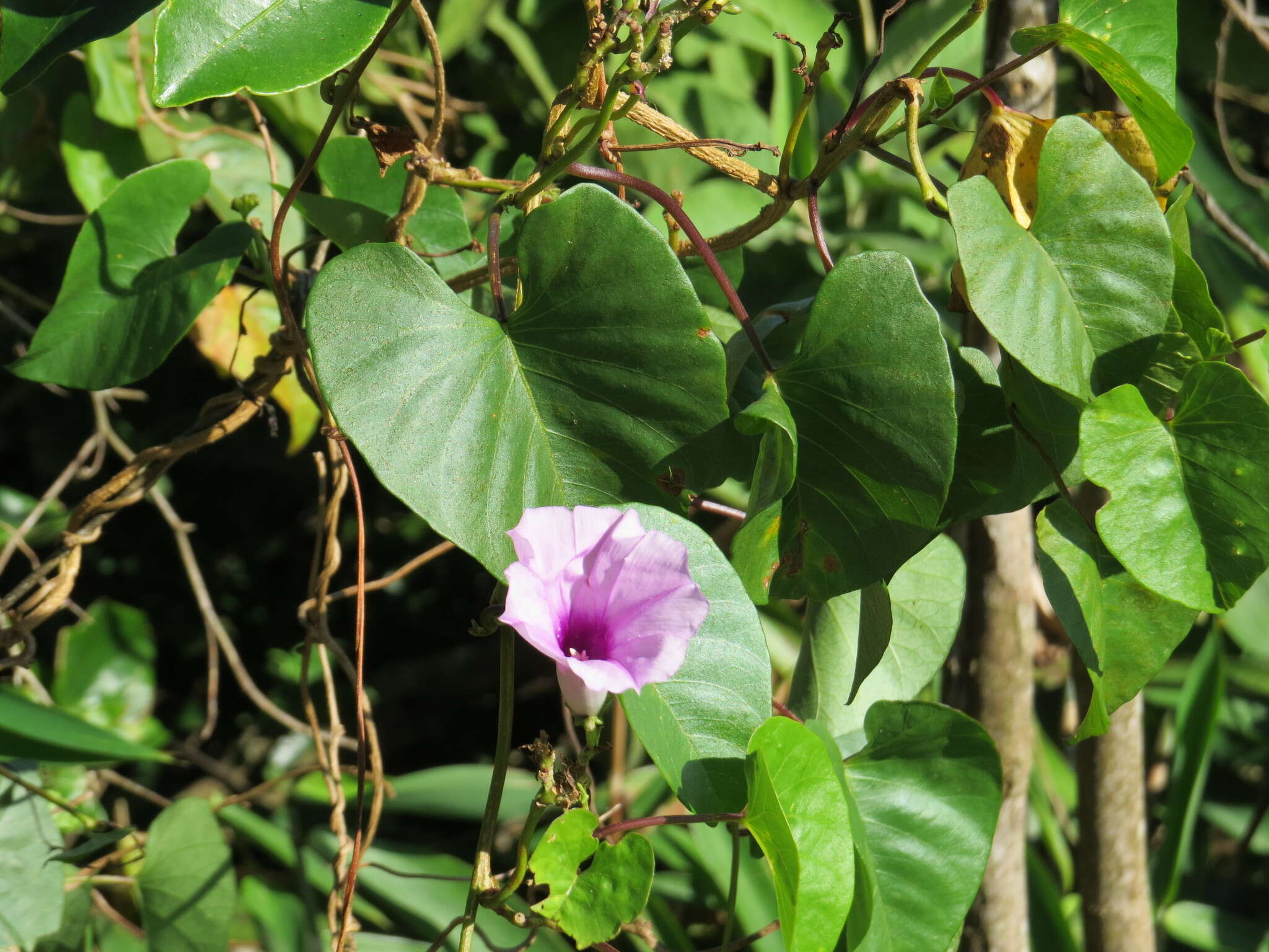 Ipomoea bahiensis Willd. ex Roem. & Schult.的圖片