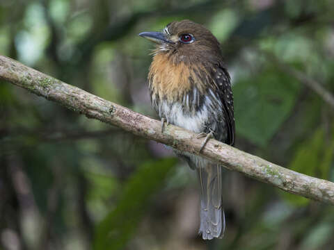 Image of Moustached Puffbird