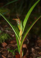 Image of Pterostylis irsoniana Hatch